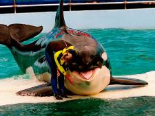 Orka in allerkleinste bassin ter wereld mag na 50 jaar met pensioen