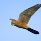 Zo zonde, vogels die doodgereden worden tijdens het jagen in de berm