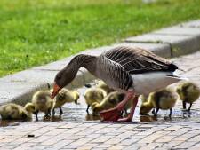 MIJN FOTO | Familie gans in een regenplas