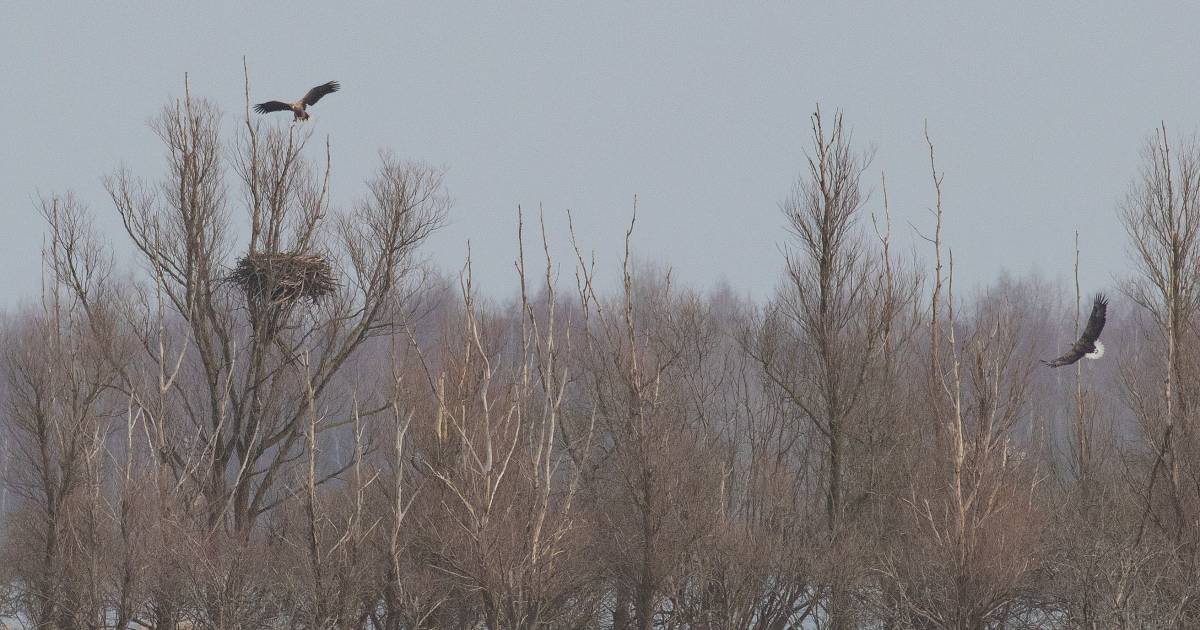 Koppel zeearenden bij Sint Philipsland is papa en mama geworden