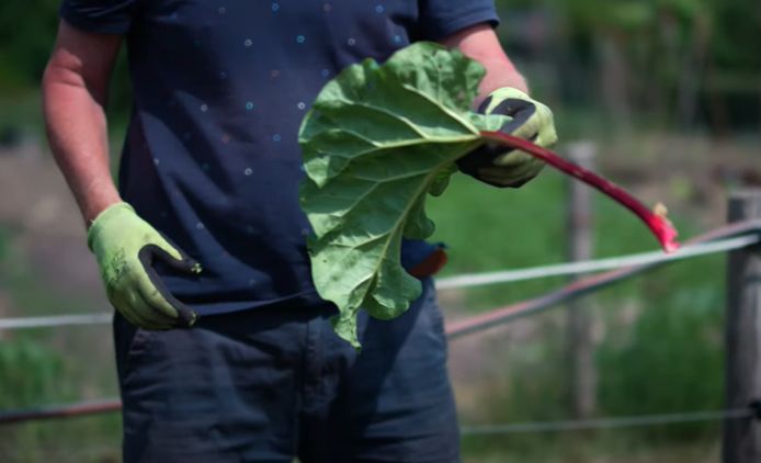 Een 4D-makelaar hielp bijvoorbeeld bij het opzetten van een sociale moestuin in Dalfsen.