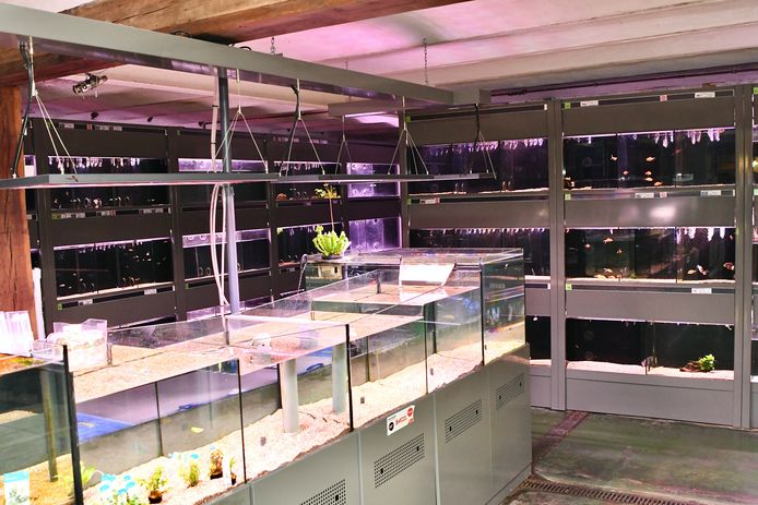 DuponZoo in Dadizele sluit in februari de deuren en verhuist naar Kuurne. De afdeling aquariumvissen is de laatste week open
