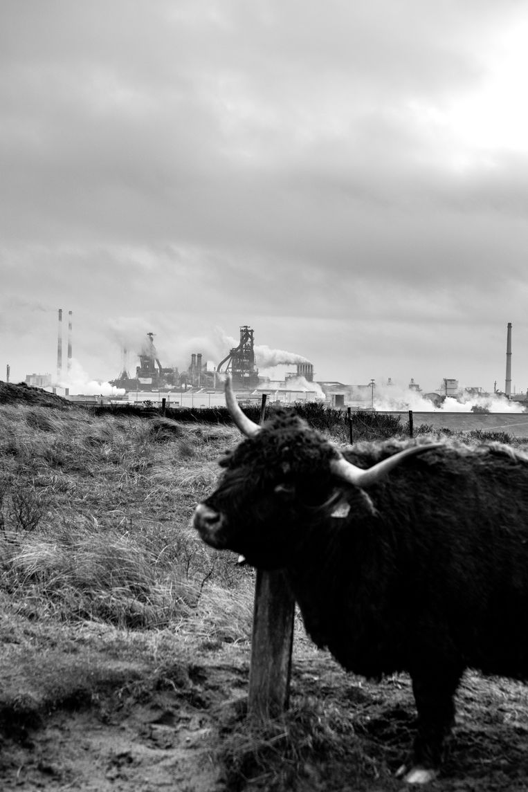 De Schotse Hooglanders staan in de duinen tussen het dorp en de fabriek.  Beeld Sébastien van Malleghem