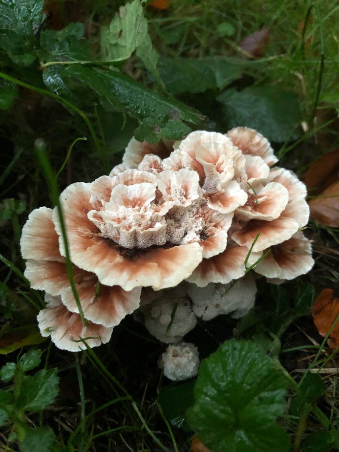 ‘Gisteren tijdens onze wandeling in het Smalenbroek dit mooie cadeautje van de natuur.’