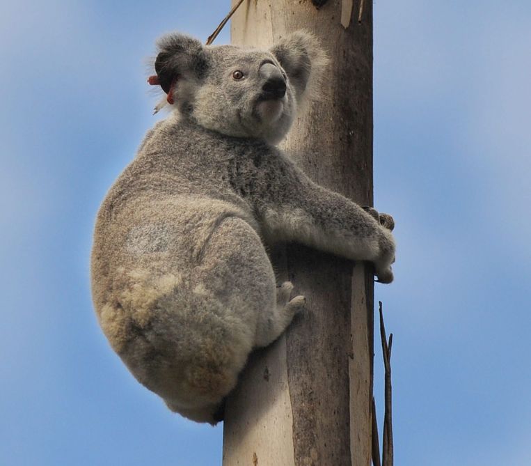 Een koala in Brisbane, Australië. Beeld EPA