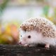 Oh no, de egel verdwijnt. Zo maak je van je tuin een egelparadijs.