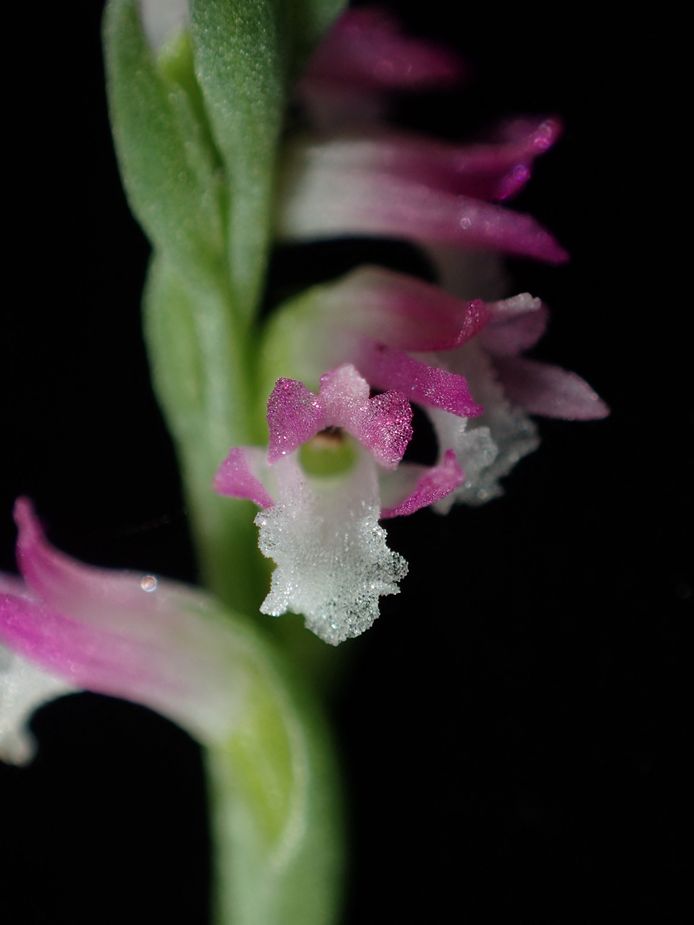 Nuova specie di orchidea di vetro scoperta in Giappone |  Scienze