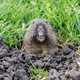 Bedrijft dit knaagdier net als de mens landbouw?