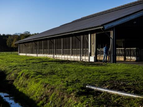 Geld voor stikstofmaatregelen boeren in het noorden: ‘Wie het eerst komt, het eerst maalt’