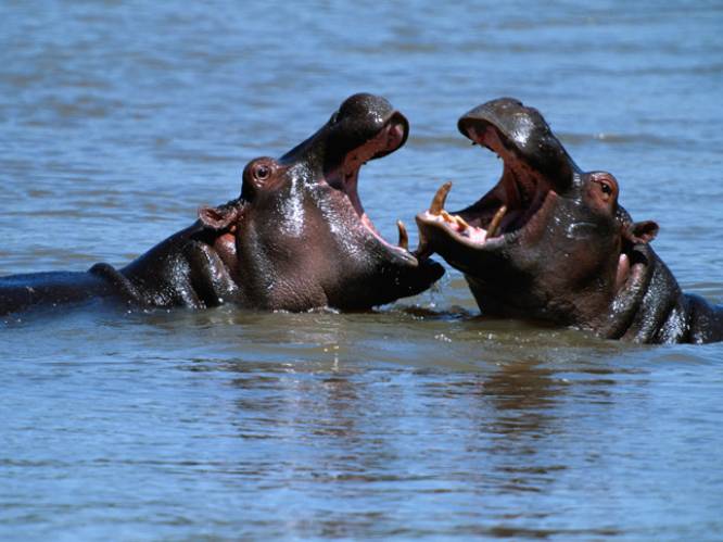 Colombia worstelt met zestig nijlpaarden van drugsbaron