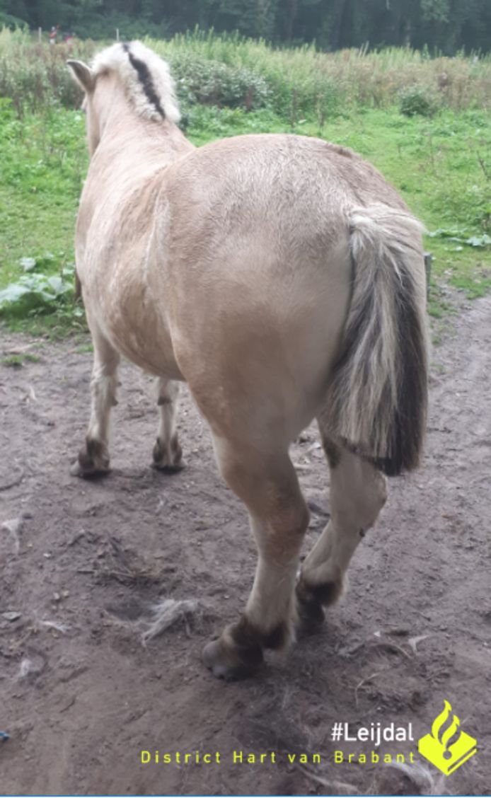Het mishandelde paard.