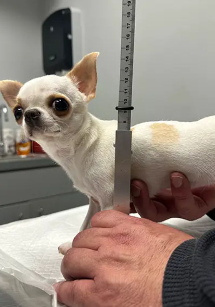 Guinness World Records