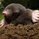 Schatgravende mol helpt Deense archeologen een handje