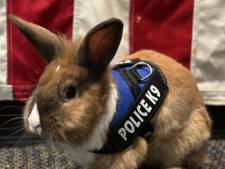 Politie van Californië rekruteert konijn: Percy neemt stress van collega’s weg