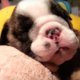 Gewoon even kijken: een snurkende puppy