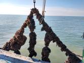 Naast mosselen, ook oesters en zeewier mogelijk op zeeboerderij: “Testen tonen zelfs aan dat we met  lichtjes meer vis kunnen lokken voor passieve visserij”