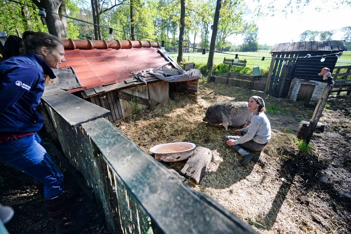 Dierenarts Femke Hogervorst van de praktijk DAP Enschede-Boekelo behandelt bij een woning aan de rand van Enschede een varken. Steeds meer particulieren houden boerderijdieren.