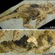 Éíndelijk weten we het: zo zag het geslachtsdeel van een dino eruit