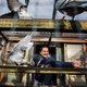 Vlaamse duiven gaan voor miljoenen naar China: ‘Ze zijn, net als bonbons en frieten, een echt Belgisch product’