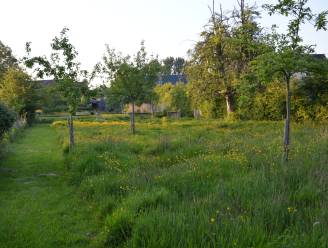 Minder maaien, toch netjes: “Verschillende lengtes geven een mooi effect én leveren de meeste biodiversiteit op”