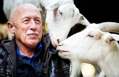 50 jaar dierenarts, maar ‘The Incredible Dr. Pol’ denkt niet aan stoppen: “Al lukt 300 koeien per dag onderzoeken niet meer”