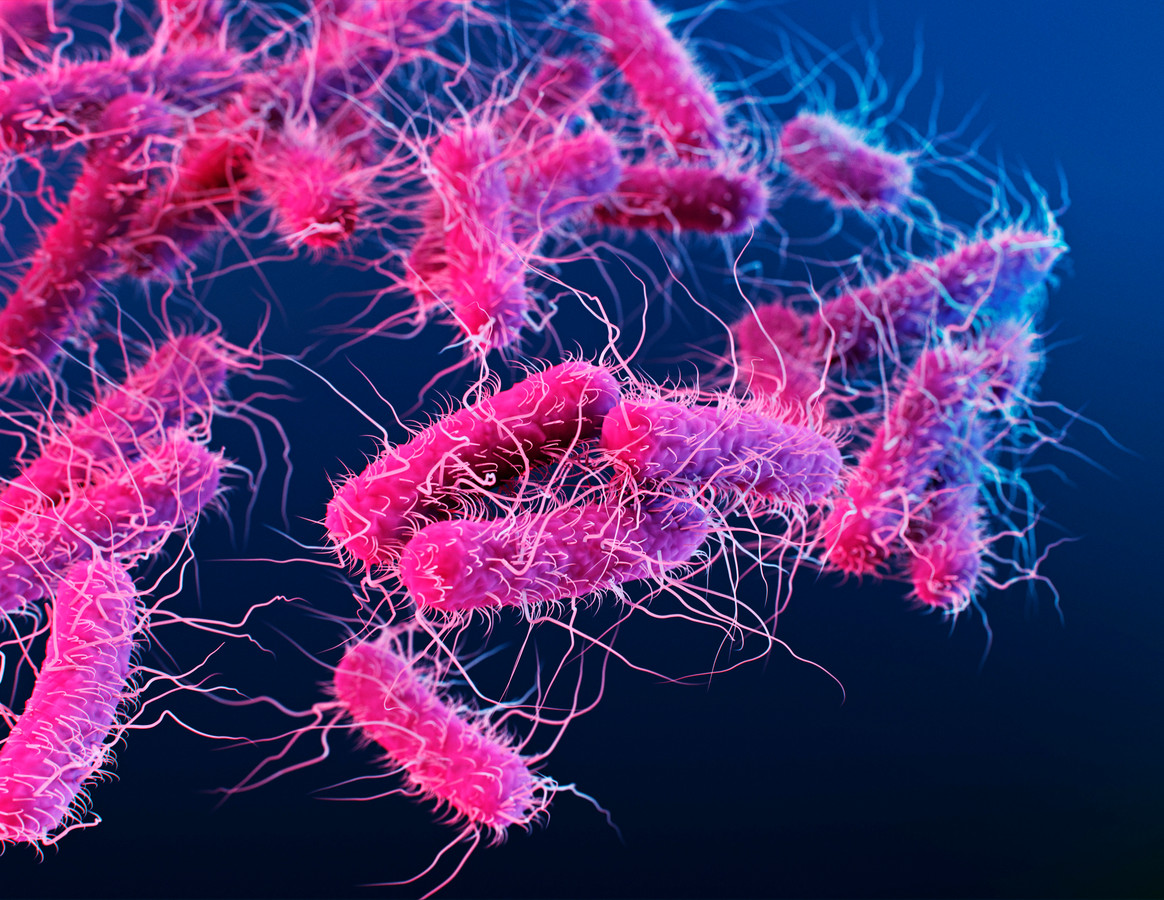 Waarom je eigen bacteriën goed voor je zijn: ‘Als je alleen woont hoef ...