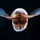 De zeevlinder beschermt de oceaan tegen verzuring – mits het er niet té zuur wordt
