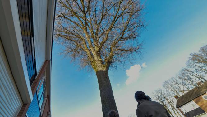 Monumentale bomenlijst leidt tot wrevel in Nunspeet: ‘Al jaren last van nattigheid, schimmel en stank’