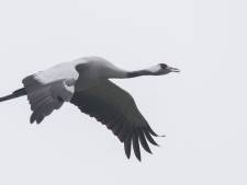 Mythische geluksvogels vliegen over Nederland