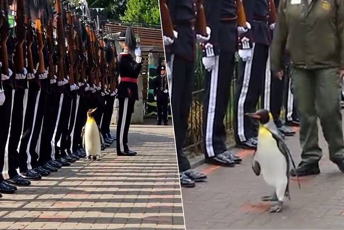 Pinguïn Nils Olav krijgt onderscheiding in het Noorse leger