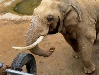Lieve olifant Shanmai geeft gevallen kinderschoentje terug in zoo