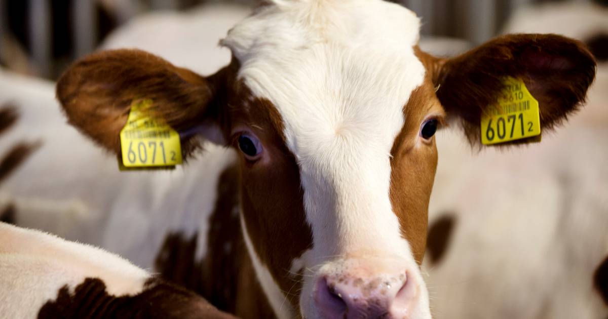 Zorgboerderij Hasselo wil uitbreiden: de kalverstal wordt gesloopt voor acht nieuwe woningen
