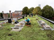 Alle nieuwe huizen op de Spuiboulevard krijgen groene daken: ‘Goed voor verkoeling en biodiversiteit’