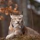 Populatie kritiek bedreigde Iberische lynx verdrievoudigd