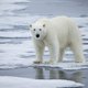 Studie: ijsberen kunnen al voor het jaar 2100 uitsterven