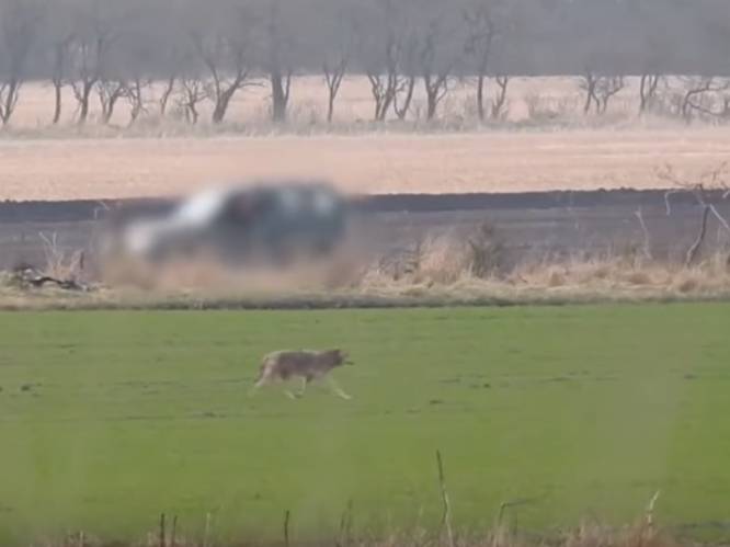 VIDEO: Eén van de eerste wilde wolven in Denemarken in 200 jaar doodgeschoten