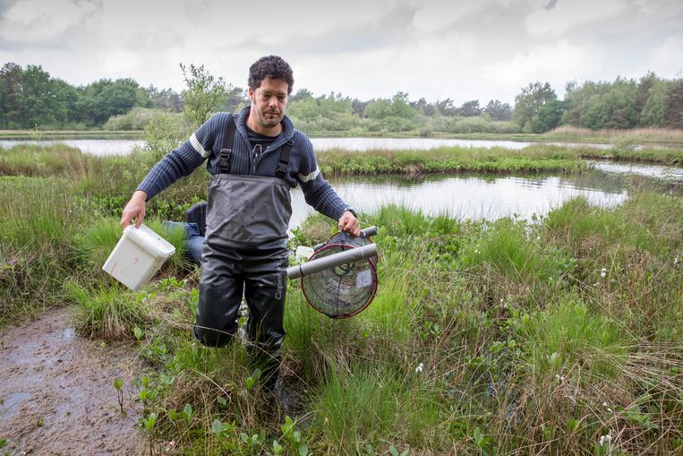 Holtingerveld, bij Havelte in Drenthe. In 2016 is hier onderzoek gedaan naar een bijna uitgestorven waterroofkever. Het Holtingerveld is één van de gebieden waar bestrijdingsmiddelen zijn gevonden op planten en in mest van vee. Beeld Herman Engbers