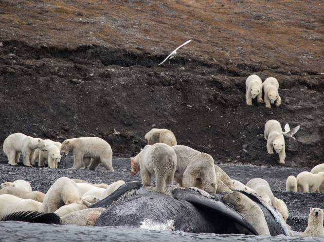 Enorm ijsberenleger verrast toeristen