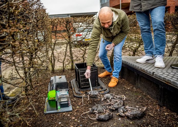 Vijftien dode dieren worden uit het zogenoemde rattenhotel geschept.