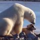 Unieke beelden: ijsbeer aait liefdevol een hond