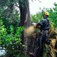 Gevreesde olijfbomenziekte duikt op in Frankrijk
