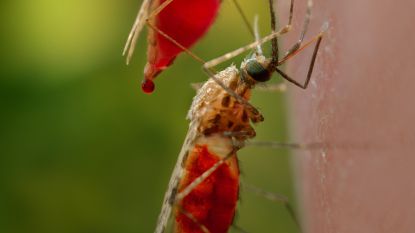 Koppel uit Kampenhout raakt thuis besmet met malaria en sterft: “Het gaat om Afrikaanse variant”