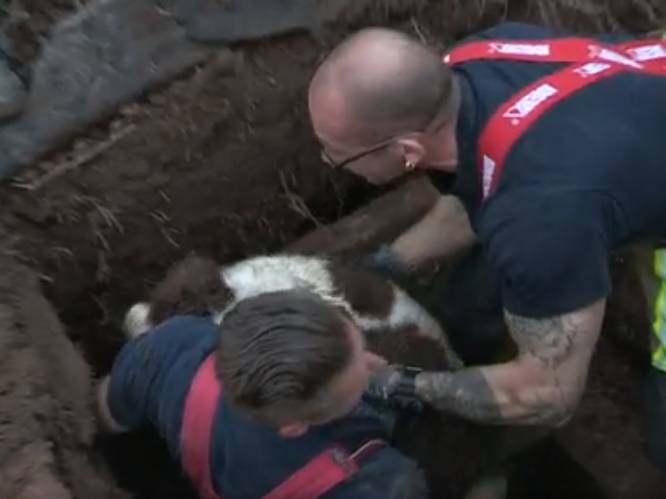 Mirakel: brandweer haalt hond ‘Meisje’ na vijf uur durende reddingsactie uit riolering