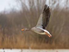 Groen licht voor doden tienduizenden grauwe ganzen, intensieve jacht moet populatie verminderen