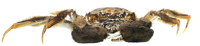 Een wolhandkrab.