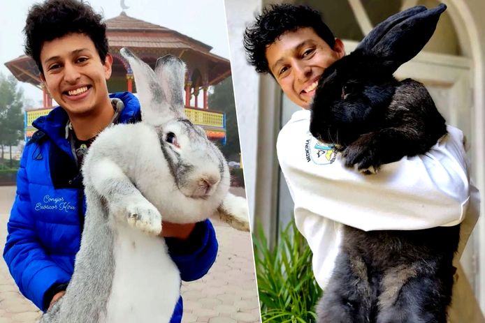 De Mexicaanse Andrés Yakin heeft 's werelds grootste konijnen genetisch gemanipuleerd.