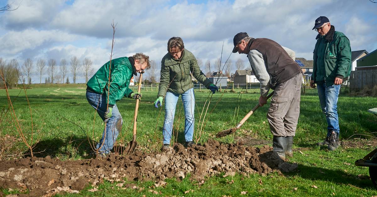 Met verse bomen op naar een groener Lithoijen