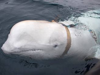 Russische ‘spionwalvis’ duikt opnieuw op bij kust Zweden