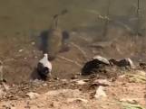 Het dramatische moment waarop vis duif onder water sleurt