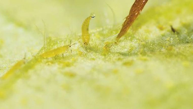 Insect verdedigt zich tegen kwast van onderzoeker. Beeld kos